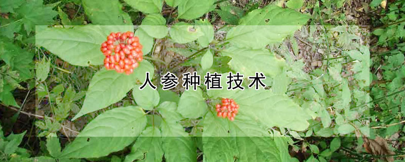 人參種植技術