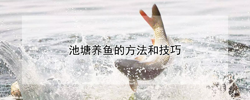 池塘養(yǎng)魚的方法和技巧