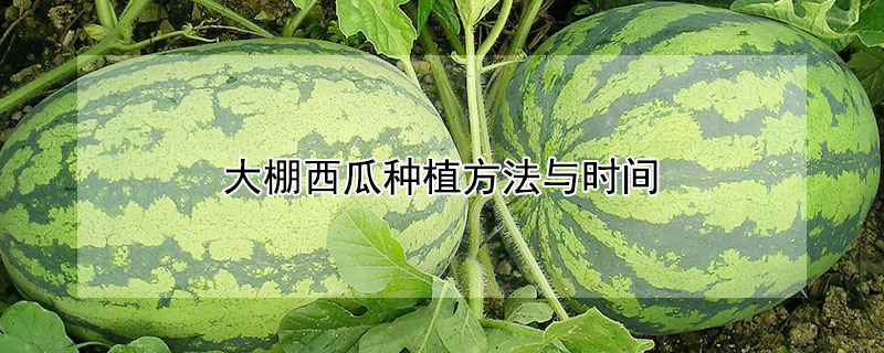 大棚西瓜種植方法與時(shí)間