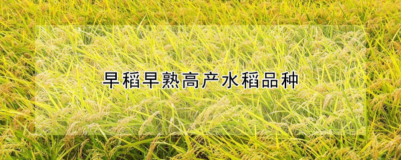 早稻早熟高產(chǎn)水稻品種