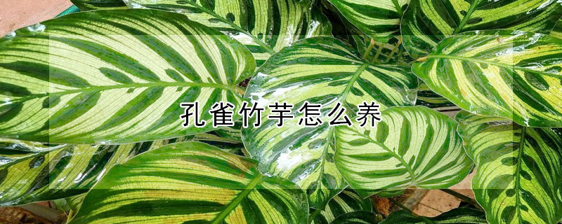 孔雀竹芋怎么養