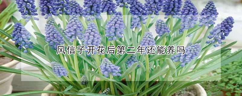 風(fēng)信子開(kāi)花后第二年還能養(yǎng)嗎