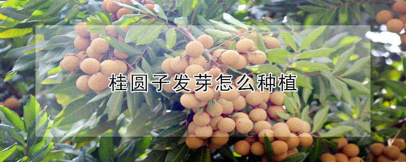 桂圓子發(fā)芽怎么種植