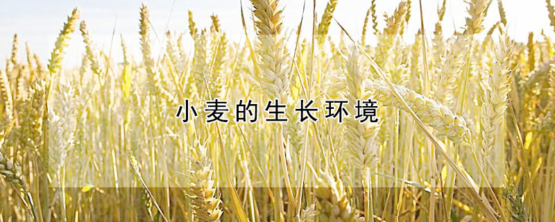 小麥的生長(zhǎng)環(huán)境