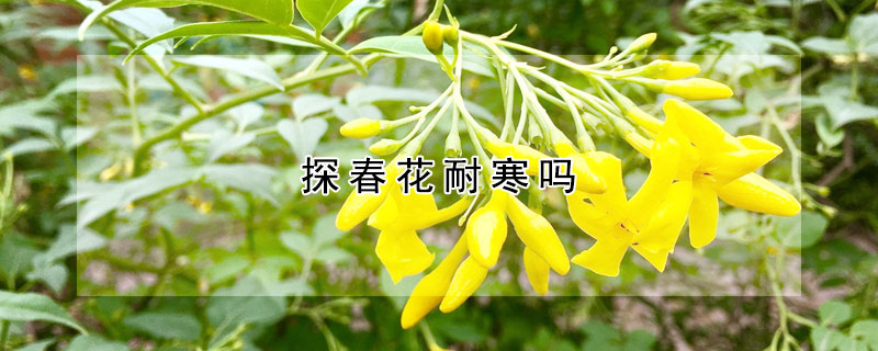 探春花耐寒嗎