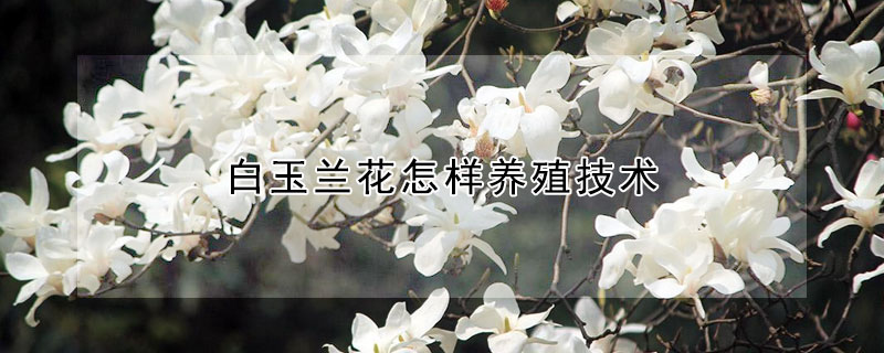 白玉蘭花怎樣養(yǎng)殖技術(shù)