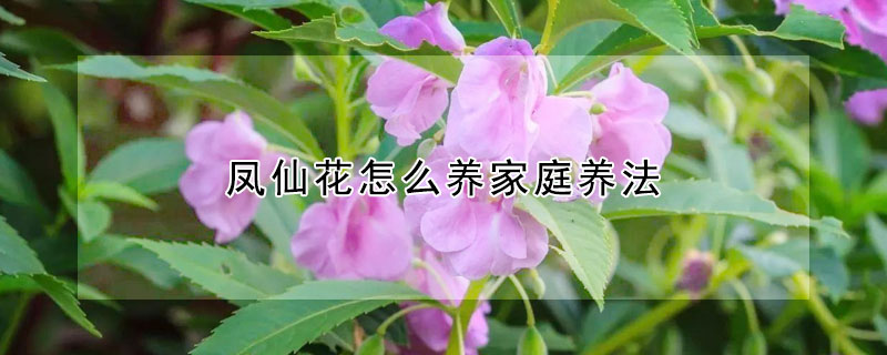 鳳仙花怎么養(yǎng)家庭養(yǎng)法