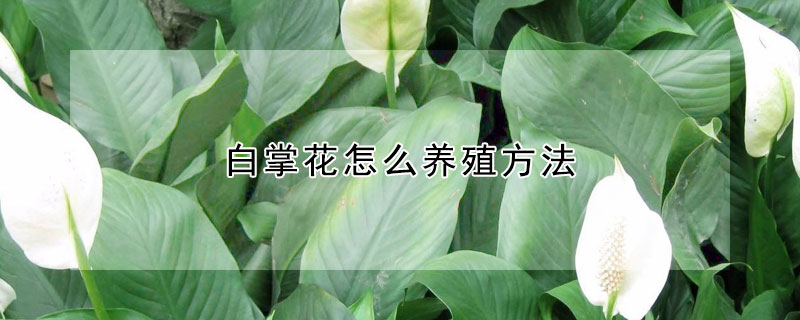 白掌花怎么養(yǎng)殖方法