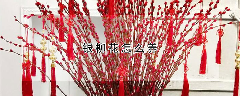 銀柳花怎么養(yǎng)