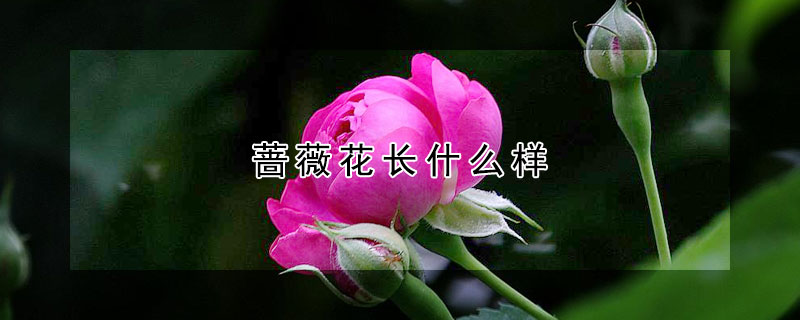 薔薇花長什么樣