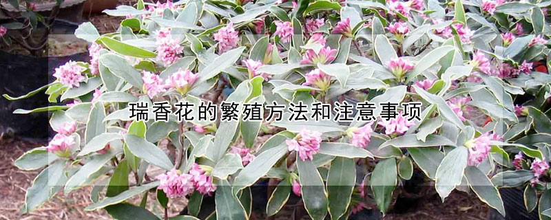 瑞香花的繁殖方法和注意事項