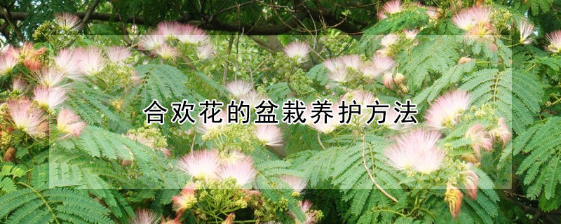 合歡花的盆栽養(yǎng)護方法