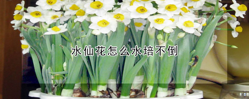 水仙花怎么水培不倒