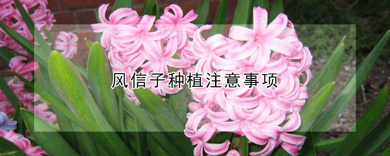 風(fēng)信子種植注意事項(xiàng)