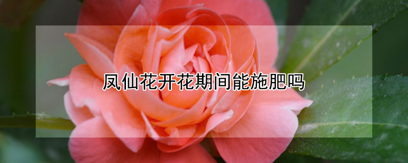 鳳仙花開花期間能施肥嗎