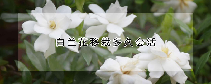 白蘭花移栽多久會活