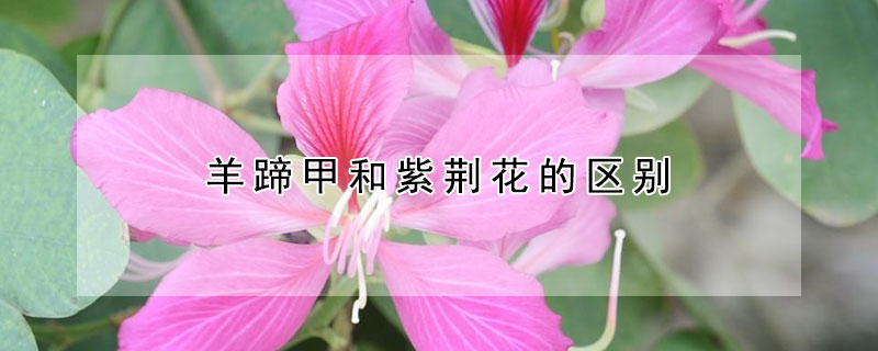 羊蹄甲和紫荊花的區(qū)別