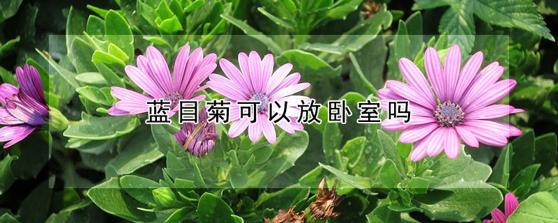 藍(lán)目菊可以放臥室嗎