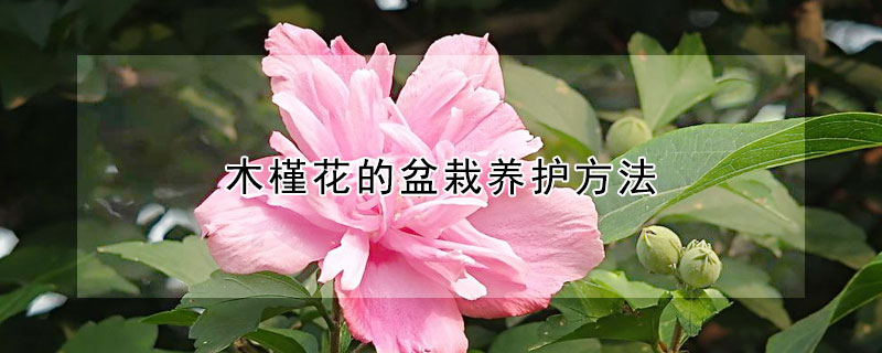 木槿花的盆栽養(yǎng)護(hù)方法