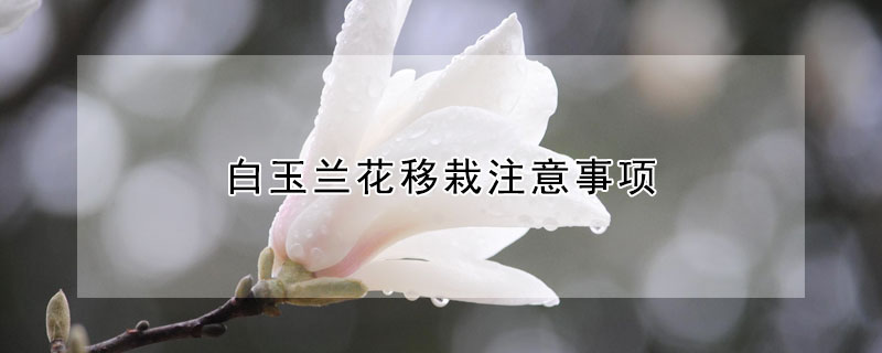 白玉蘭花移栽注意事項(xiàng)