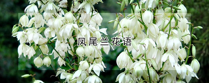 鳳尾蘭花語