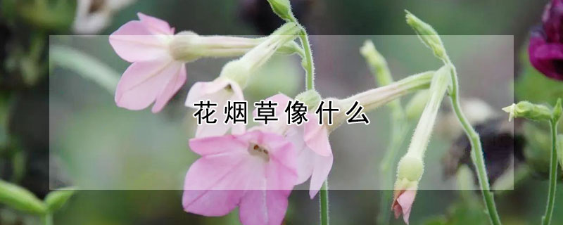 花煙草像什么