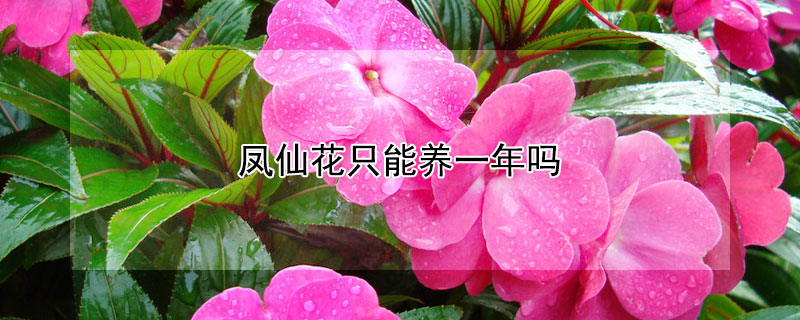 鳳仙花只能養(yǎng)一年嗎