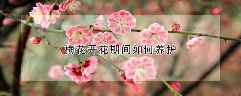 梅花開花期間如何養(yǎng)護