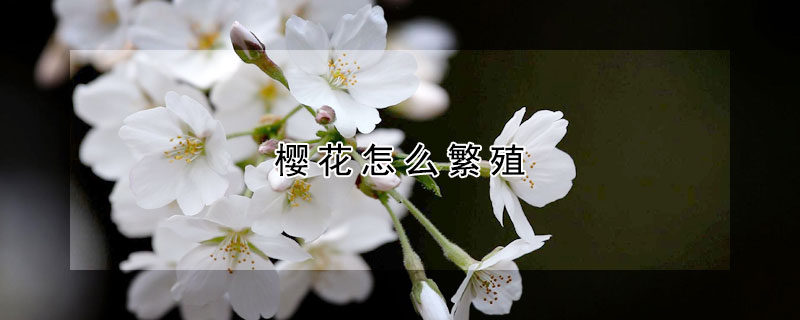 櫻花怎么繁殖