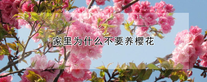 家里為什么不要養(yǎng)櫻花