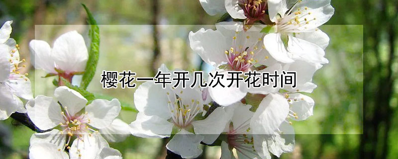 櫻花一年開(kāi)幾次開(kāi)花時(shí)間