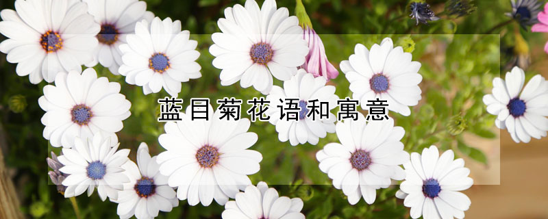 藍(lán)目菊花語和寓意