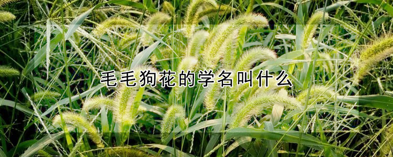 毛毛狗花的學名叫什么