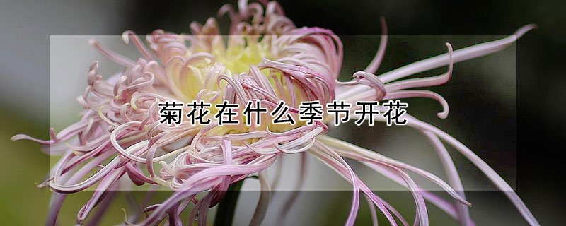 菊花在什么季節開花