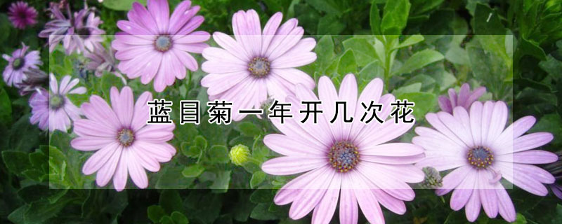 藍(lán)目菊一年開幾次花