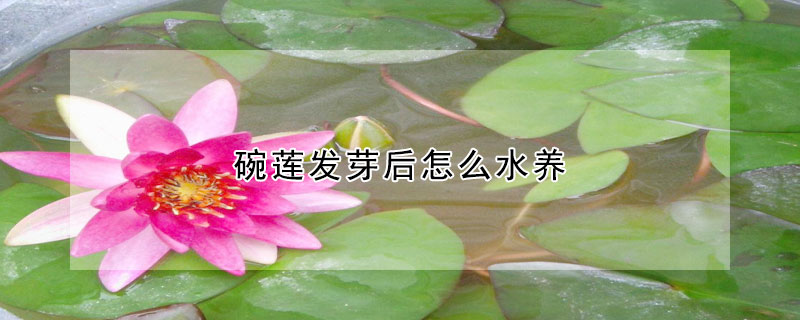 碗蓮發芽后怎么水養