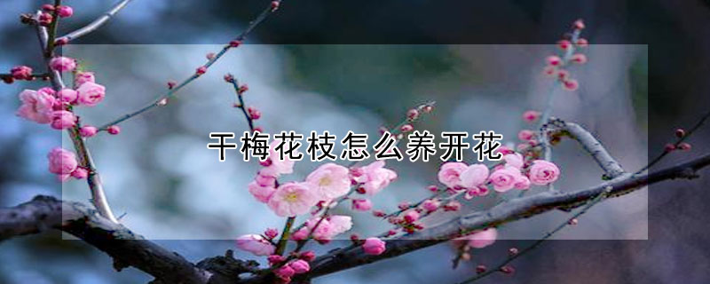 干梅花枝怎么養(yǎng)開花