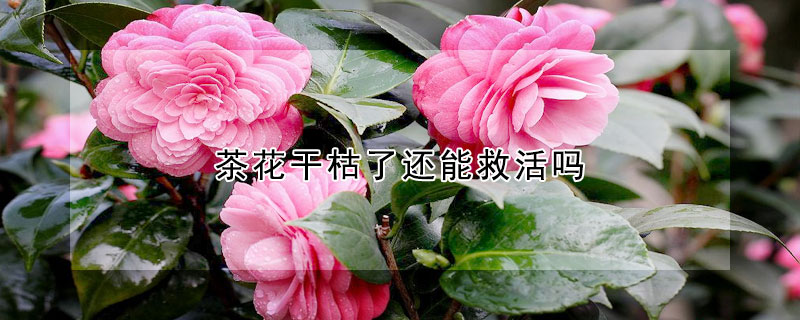 茶花干枯了還能救活嗎