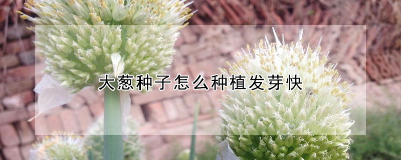 大蔥種子怎么種植發(fā)芽快