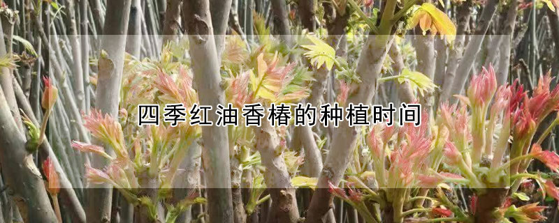 四季紅油香椿的種植時間