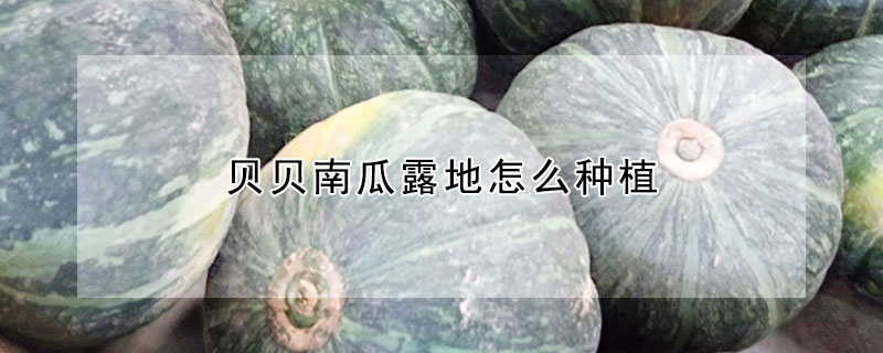 貝貝南瓜露地怎么種植