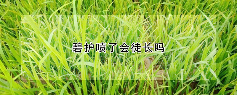 碧護(hù)噴了會(huì)徒長(zhǎng)嗎