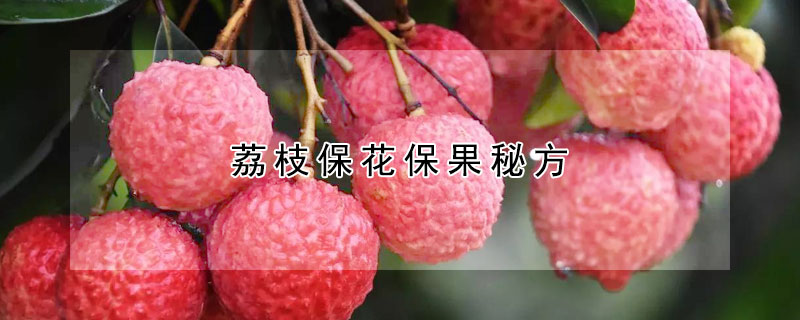 荔枝保花保果秘方