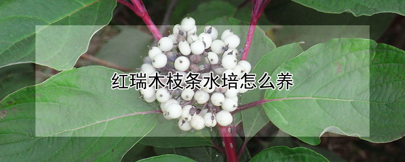 紅瑞木枝條水培怎么養(yǎng)