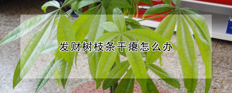 發財樹枝條干癟怎么辦