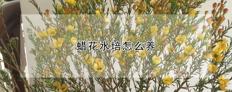 蠟花水培怎么養(yǎng)