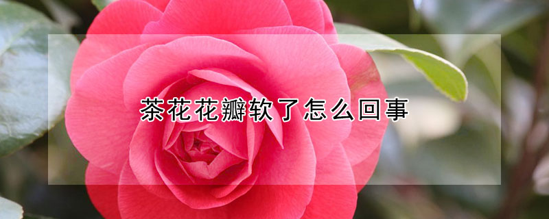 茶花花瓣軟了怎么回事