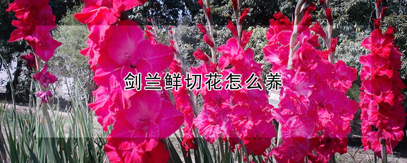 劍蘭鮮切花怎么養(yǎng)