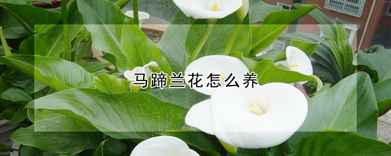 馬蹄蘭花怎么養(yǎng)