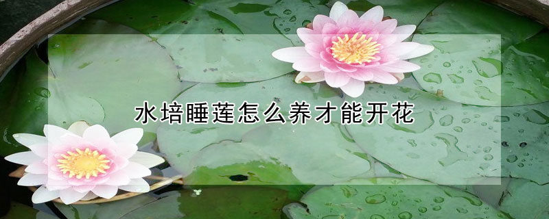 水培睡蓮怎么養(yǎng)才能開花